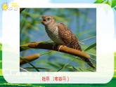 人音版 小学音乐 一年下册 第一单元 《杜鹃圆舞曲》课件+教案