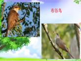 人音版 小学音乐 一年下册 第一单元《布谷》课件+教案