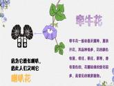 牵牛花当喇叭 课件 湘艺版小学音乐一年级上册
