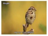 人音版小学二年级音乐上册第一课（课件）小麻雀