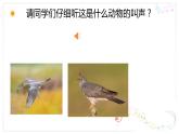 人教版小学音乐一年级上册2布谷 课件
