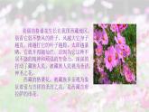 人音版小学三年级音乐上册第3课（课件）妈妈的格桑拉