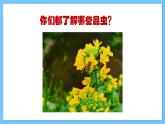 【新课标】人教版音乐一年级上册第4单元《小蜻蜓》课件+教案+素材
