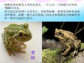 西师大版小学音乐二年级下册 第2单元《数蛤蟆》课件