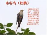 西师大版小学音乐二年级下册 第3单元《请你唱个歌吧》1课件
