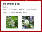 人音版音乐六年级上册 2 演唱《茉莉花》 课件