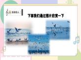 【花城版】二上音乐  第3课《海鸟的家园》教案+课件+素材