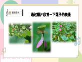 【粤教花城版】五上音乐  第2课 感知音乐节拍（四）第二课时《采莲谣》课件+教案+素材