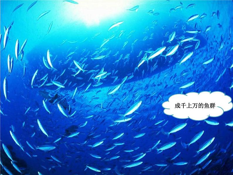 苏少版音乐（简谱）二年级上册 第六单元 水族馆 都睡着了_课件第4页