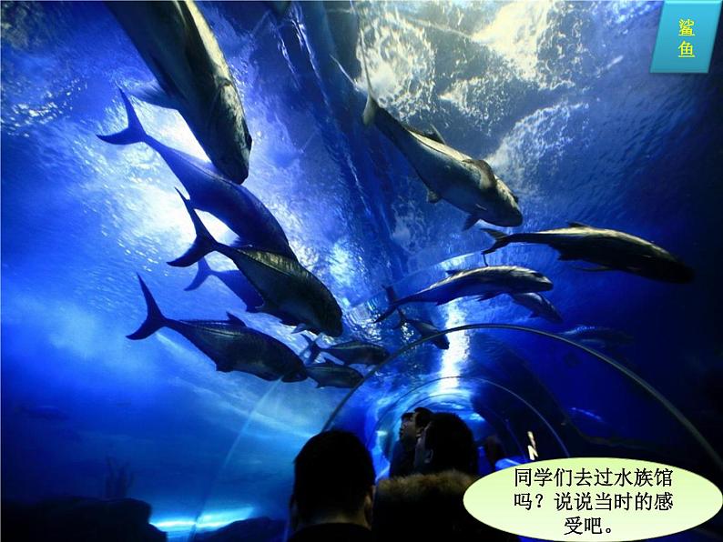 苏少版音乐（简谱）二年级上册 第六单元 水族馆 都睡着了_课件第7页