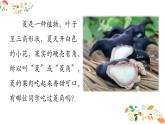 (简)《采菱》优质课件
