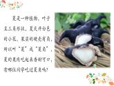 (线)《采菱》优质课件