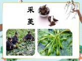 《采菱》精品课件