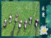 《采菱》精品课件3