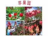 《苹果丰收》名师课件2