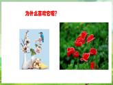 人教版音乐三年级下册第五单元《小松树》课件+教案+素材