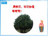 人音版音樂六年級下冊第五單元第三課《榕樹爺爺》課件+教案+素材