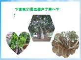 人音版音樂六年級下冊第五單元第三課《榕樹爺爺》課件+教案+素材