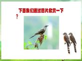 人教版音乐二年级下册第三单元《杜鹃圆舞曲》课件+教案+素材