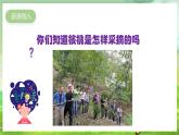 人教版音乐二年级下册第四单元《滚核桃》课件+教案+素材