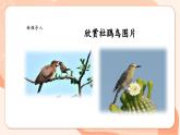 【新课标新教材】花城版音乐一年级上册第5单元《顽皮的杜鹃》教学设计+课件+素材