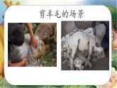 人音版小學(xué)三年級下冊第6課《剪羊毛》課件