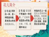 花儿与少年课件  湘艺版音乐五年级上册