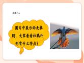 【核心素养优质课】花城版音乐三年级上册第6课《杜鹃圆舞曲》教案+课件+素材