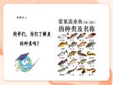 【核心素养优质课】花城版音乐四年级上册第6课《小小鲤鱼粉红鳃》课件+同步教案+素材