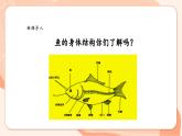 【核心素养优质课】花城版音乐四年级上册第6课《小小鲤鱼粉红鳃》课件+同步教案+素材