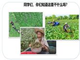 人音版小學(xué)四年級音樂下冊第三單元《采菱》課件