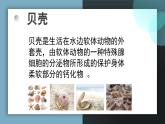 人教版小学音乐3下《贝壳之歌》课件