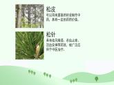 人教版小学音乐3下《小松树》课件