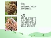人教版小学音乐3下《小松树》课件