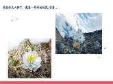 人音版小學音樂二年級下冊 第8課《我愛雪蓮花》課件
