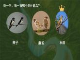 人音版小學(xué)音樂(lè)三年級(jí)下冊(cè) 第3課《頑皮的杜鵑》課件
