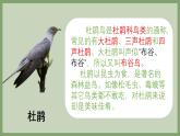 人音版小學(xué)音樂(lè)三年級(jí)下冊(cè) 第3課《頑皮的杜鵑》課件