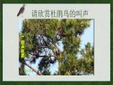 人音版小學(xué)音樂(lè)三年級(jí)下冊(cè) 第3課《頑皮的杜鵑》課件