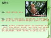 人音版小學音樂三年級下冊 第3課《頑皮的杜鵑》課件