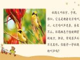 人音版小學音樂三年級下冊 第3課(簡)《頑皮的杜鵑》課件