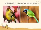 人音版小學音樂三年級下冊 第3課(線)《頑皮的杜鵑》課件