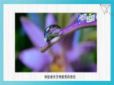 人音版小學(xué)音樂三年級(jí)下冊(cè) 第4課(線)《春天舉行音樂會(huì)》基于標(biāo)準(zhǔn)的教學(xué)課件