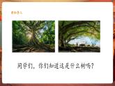 【2025核心素養(yǎng)優(yōu)質(zhì)課】人音版音樂六下第5課第3課時《榕樹爺爺》課件+同步教案+音視頻素材