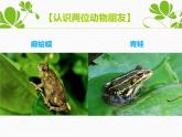 人音版小學音樂四年級下冊 第3課《癩蛤蟆和小青蛙》課件