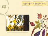 人音版小學(xué)音樂四年級下冊 第5課《西風(fēng)的話1》課件