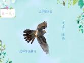 人音版小學(xué)音樂一年級下冊 第1課《布谷》精品課件