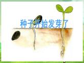 西师大版音乐一下 1《春天举行音乐会》4课件