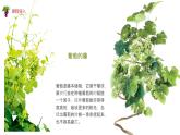125、《葡萄熟了》+课件