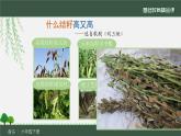 湘藝版 六年級(jí)下冊(cè) 音樂(lè)課件 第七課 什么結(jié)籽高又高
