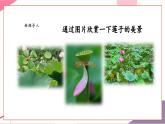 【核心素養(yǎng)優(yōu)質(zhì)課】花城版音樂(lè)五年級(jí)上冊(cè)第2課《采蓮謠》-課堂教學(xué)設(shè)計(jì)+課件+素材